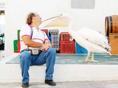 Покормить розовых пеликанов на Миконосе