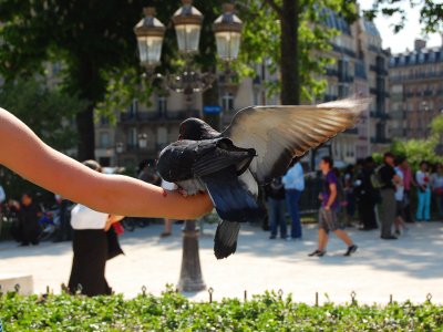 Покормить голубей в Париже