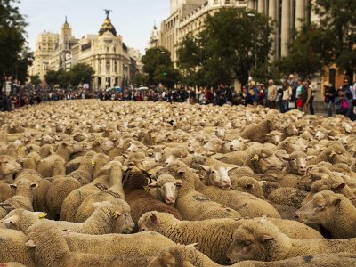 Увидеть ежегодное шествие овец по городу в Мадриде