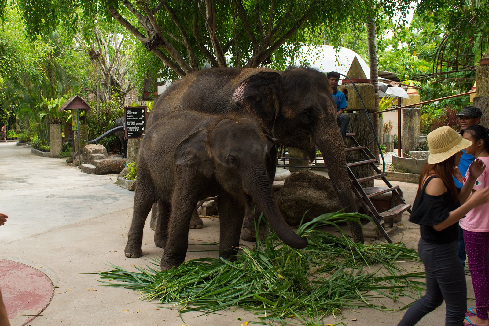 Зоопарк «Phuket Zoo», Пхукет