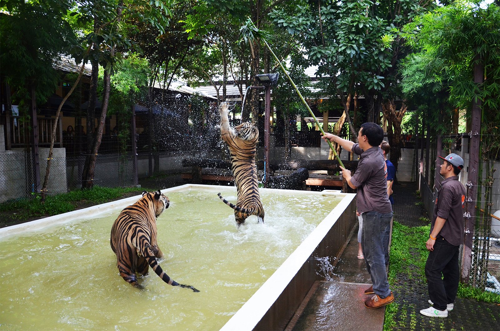 Зоопарк «Tiger Kingdom», Пхукет