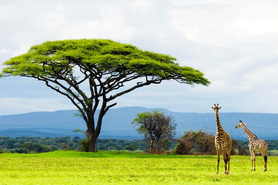 Национальный парк Серенгети, Мванза