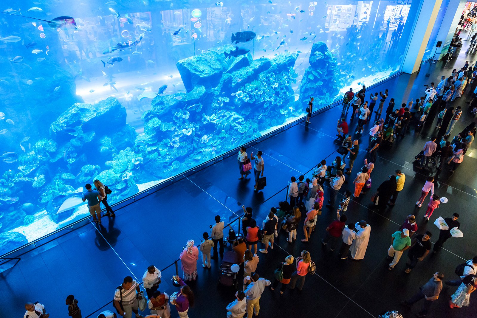Дубай Аквариум и Подводный Зоопарк, Дубай