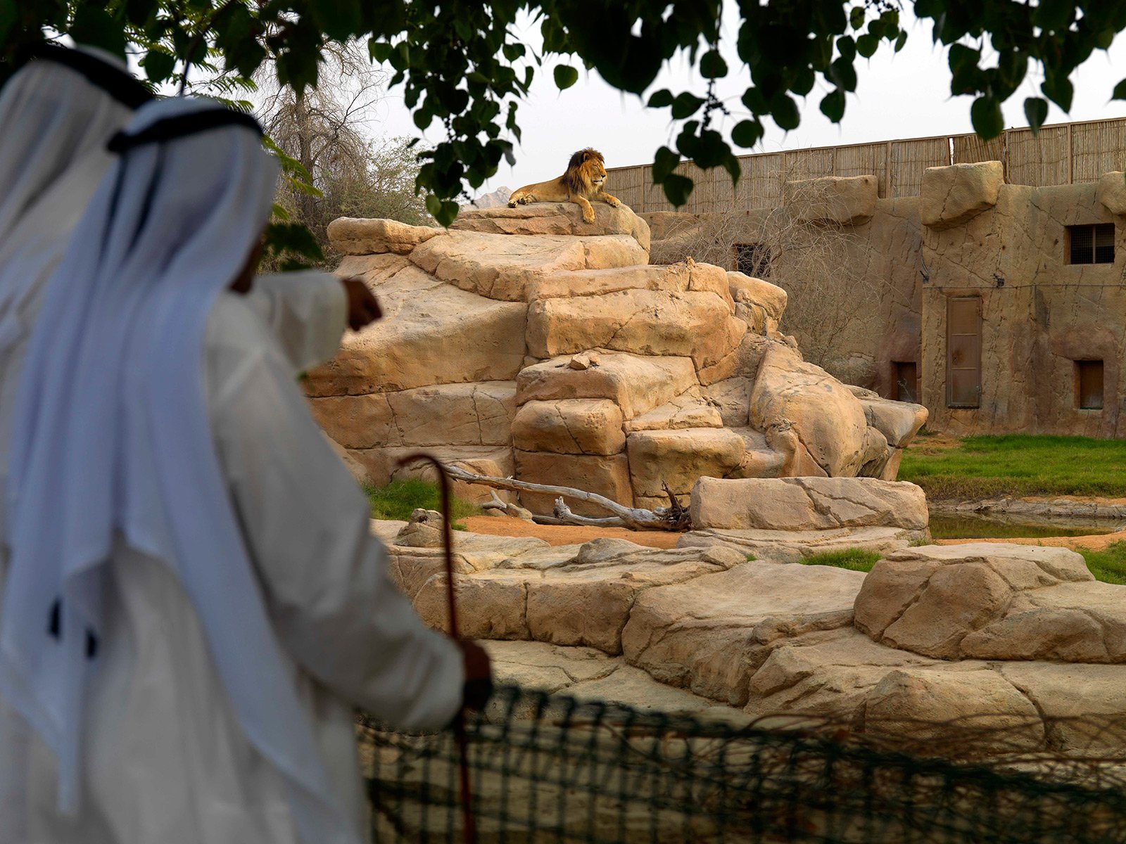 Зоопарк «Al Ain Zoo», Эль-Айн