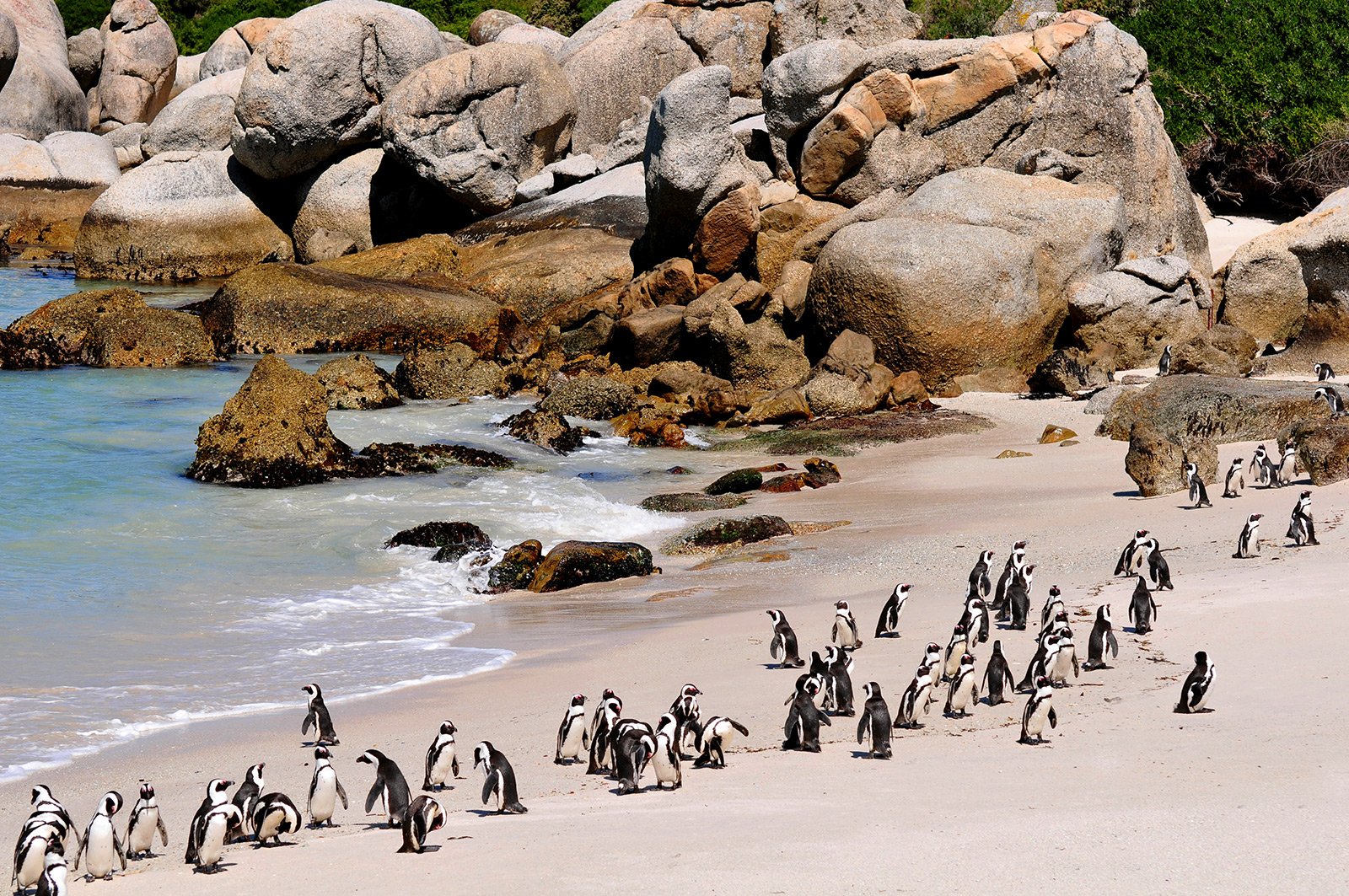 Пляж Валунов, Кейптаун