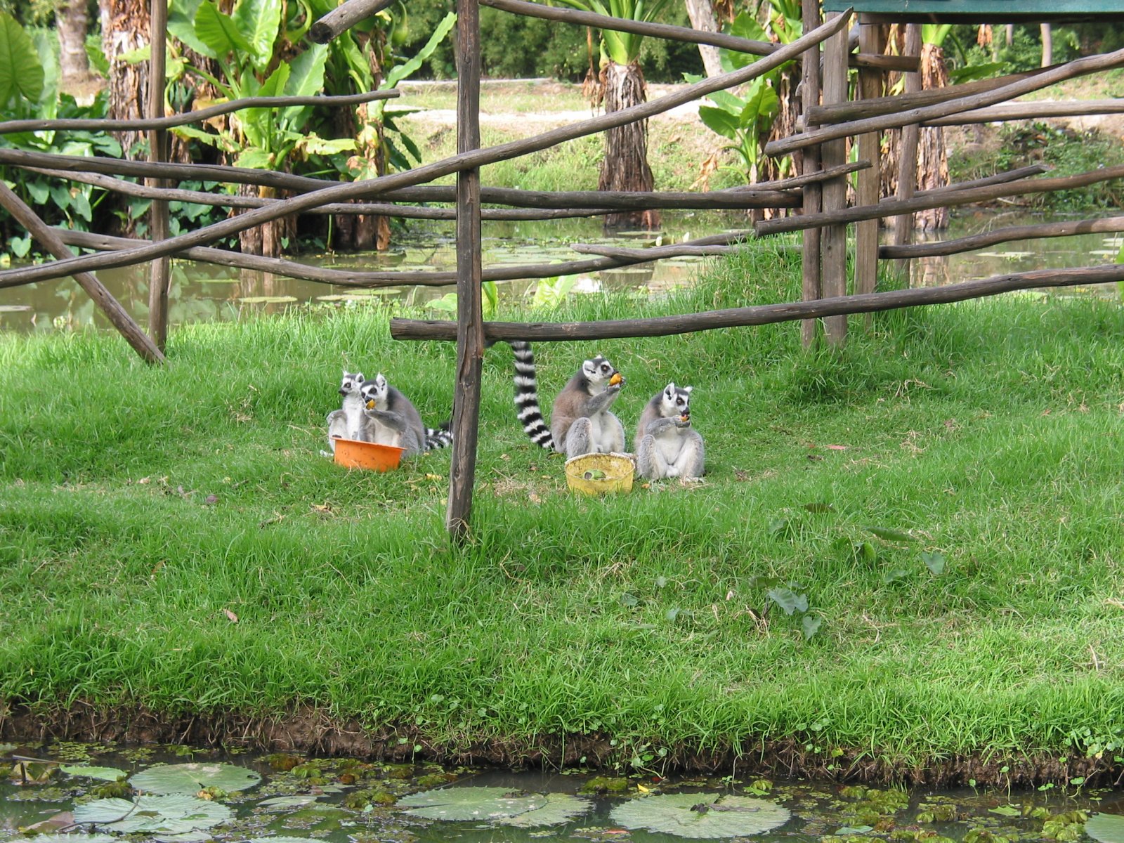 Зоопарк Цимбазаза, Антананариву