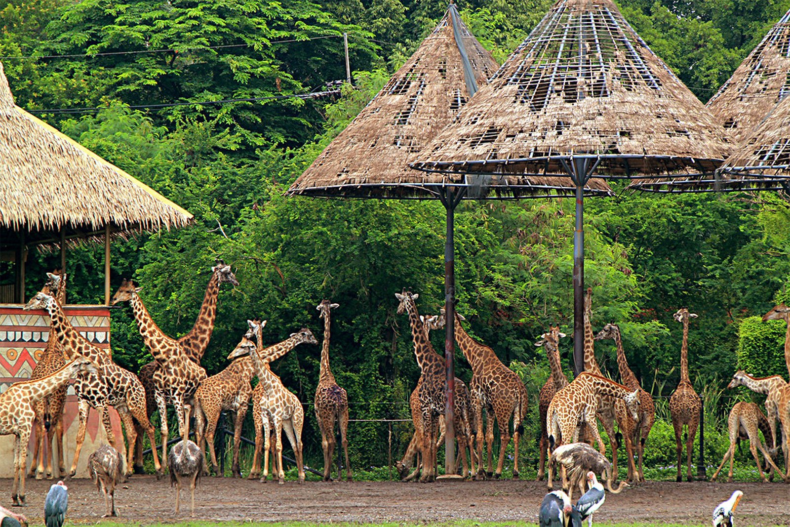 Зоопарк «Safari World», Бангкок
