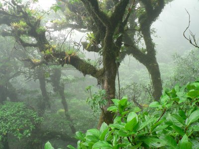 Облачный лес Момбачо в Гранаде
