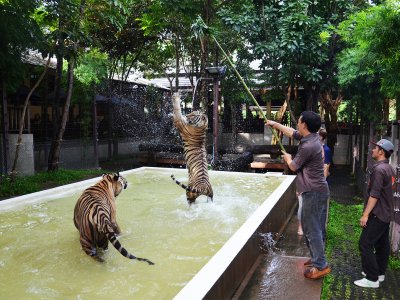 Зоопарк «Tiger Kingdom» на Пхукете