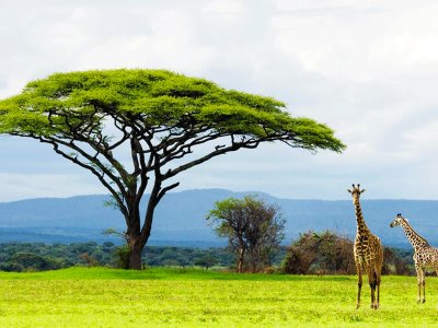Национальный парк Серенгети в Мванзе