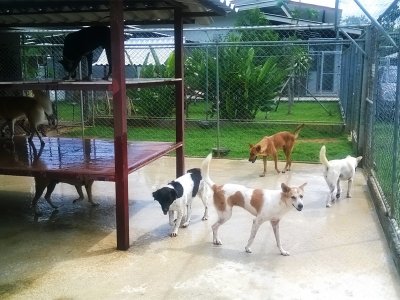 Собачий приют «Soi Dog» на Пхукете