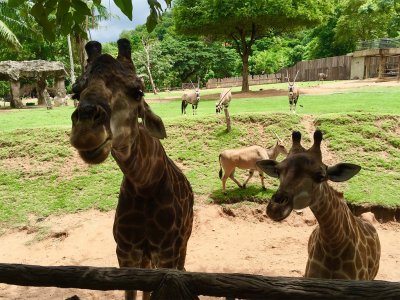 Открытый зоопарк Као Кео в Паттайе
