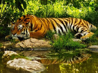 Национальный парк Сундарбан