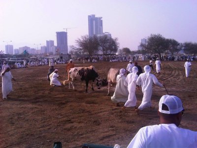 Арена для боя быков в Эль-Фуджайре