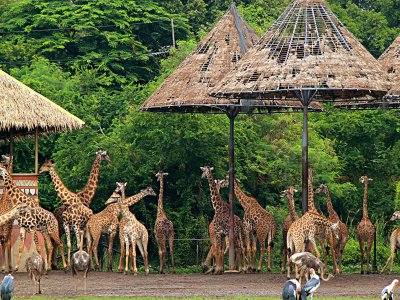 Зоопарк «Safari World» в Бангкоке