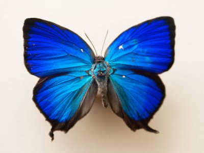 Музей бабочек в Сен-Тропе