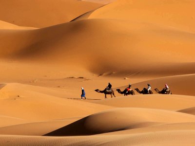Прогулка на верблюдах в пустыне на рассвете
